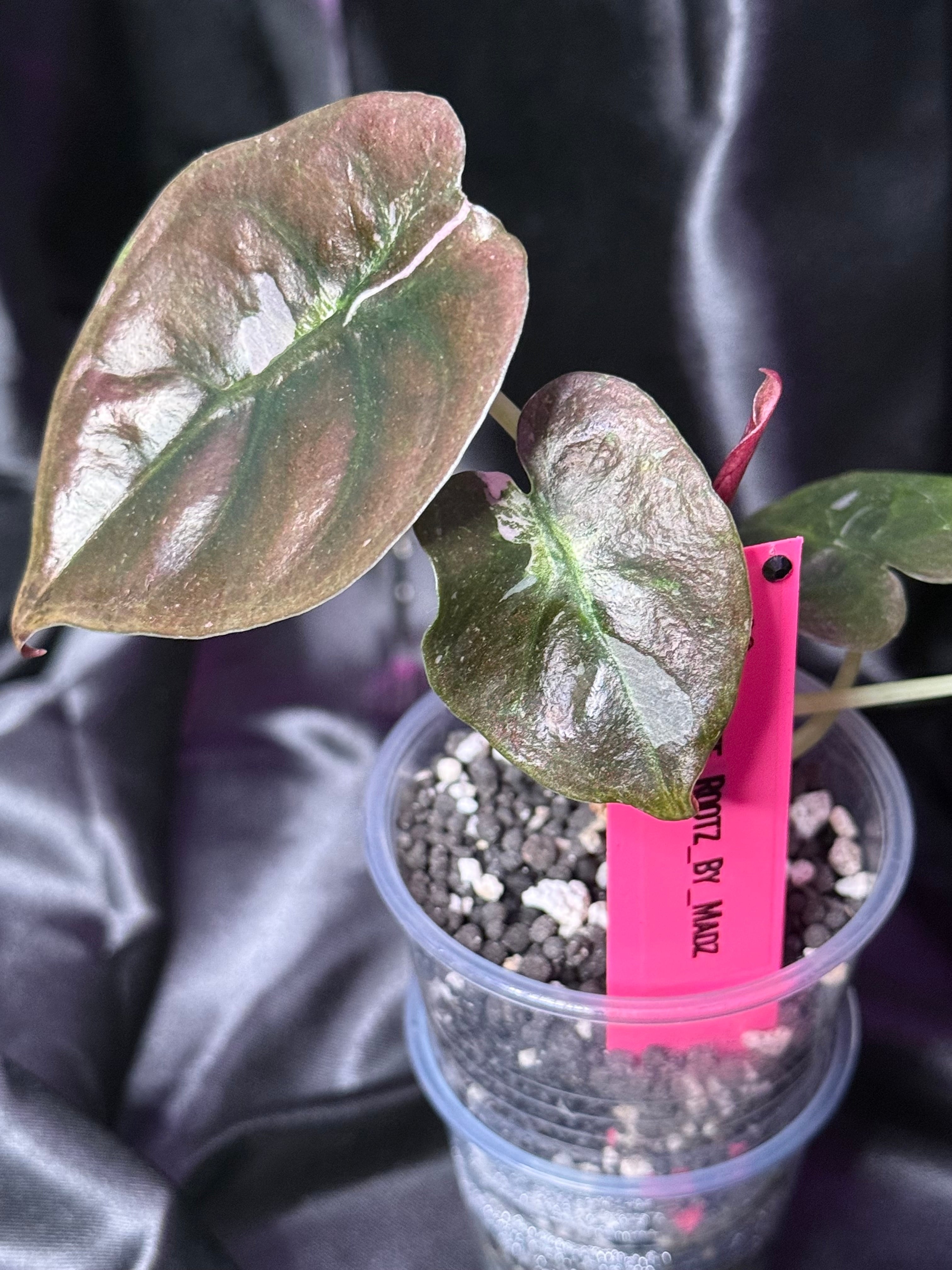Pink Cuprea