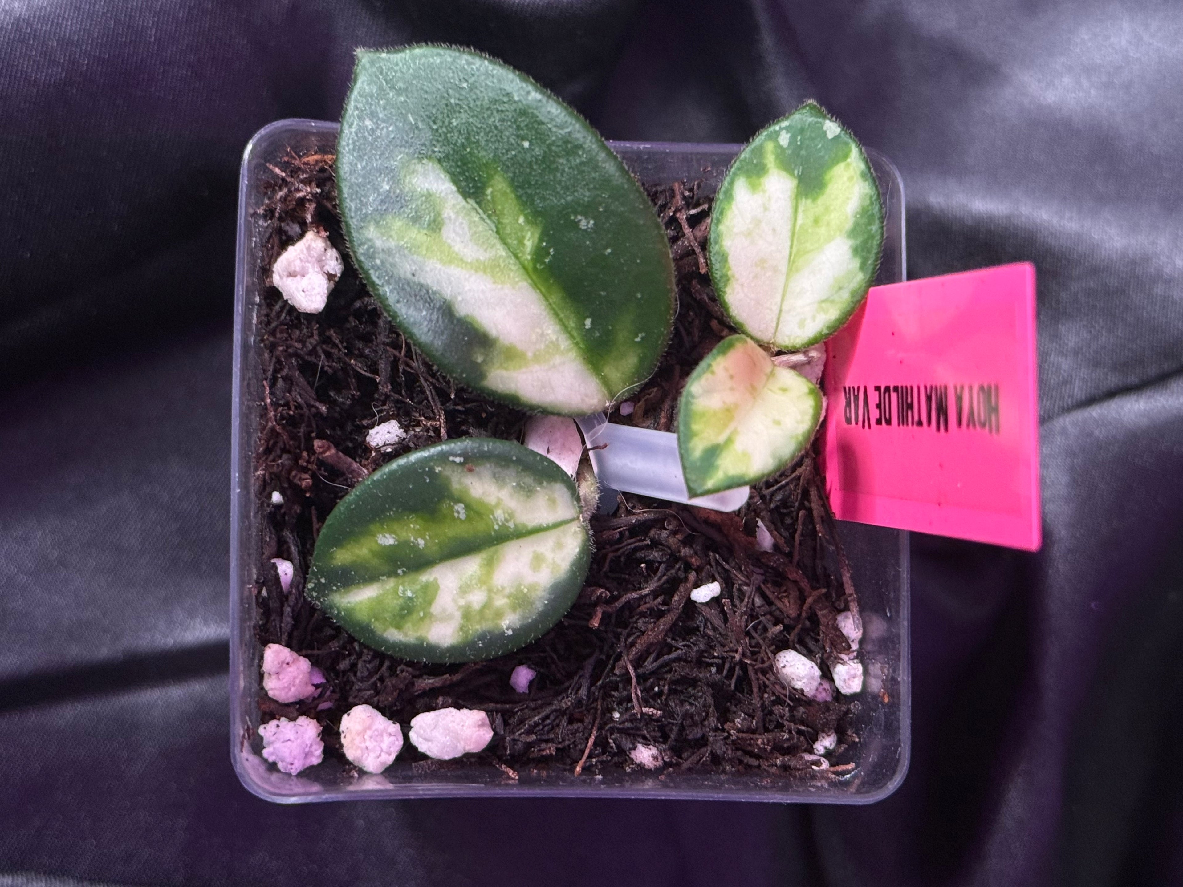 Hoya Mathilde Var