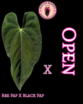 Ree Pap X Black Pap X Open
