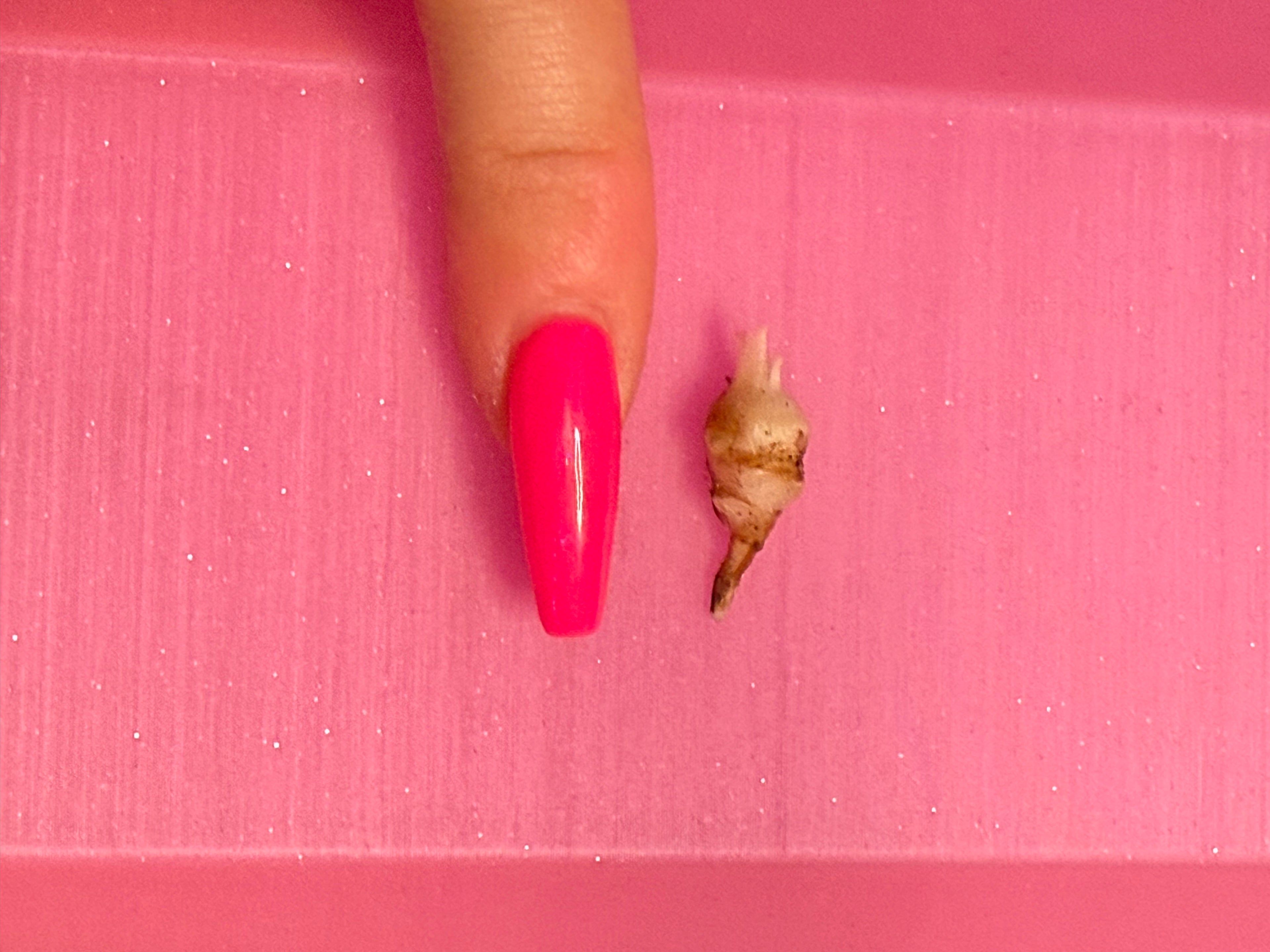Azlanii Pink Albo Corm