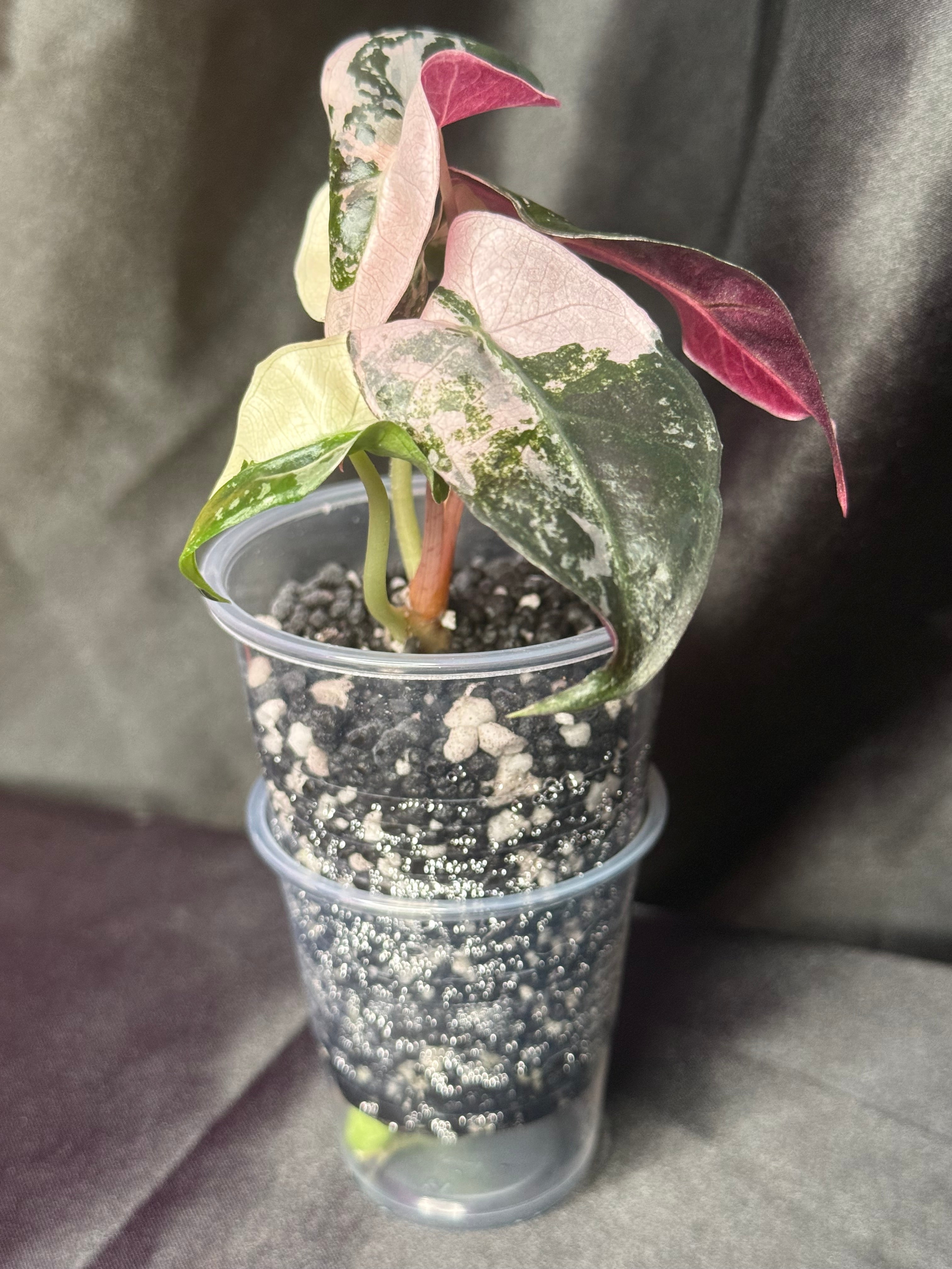 Pink Polly Snowflake
