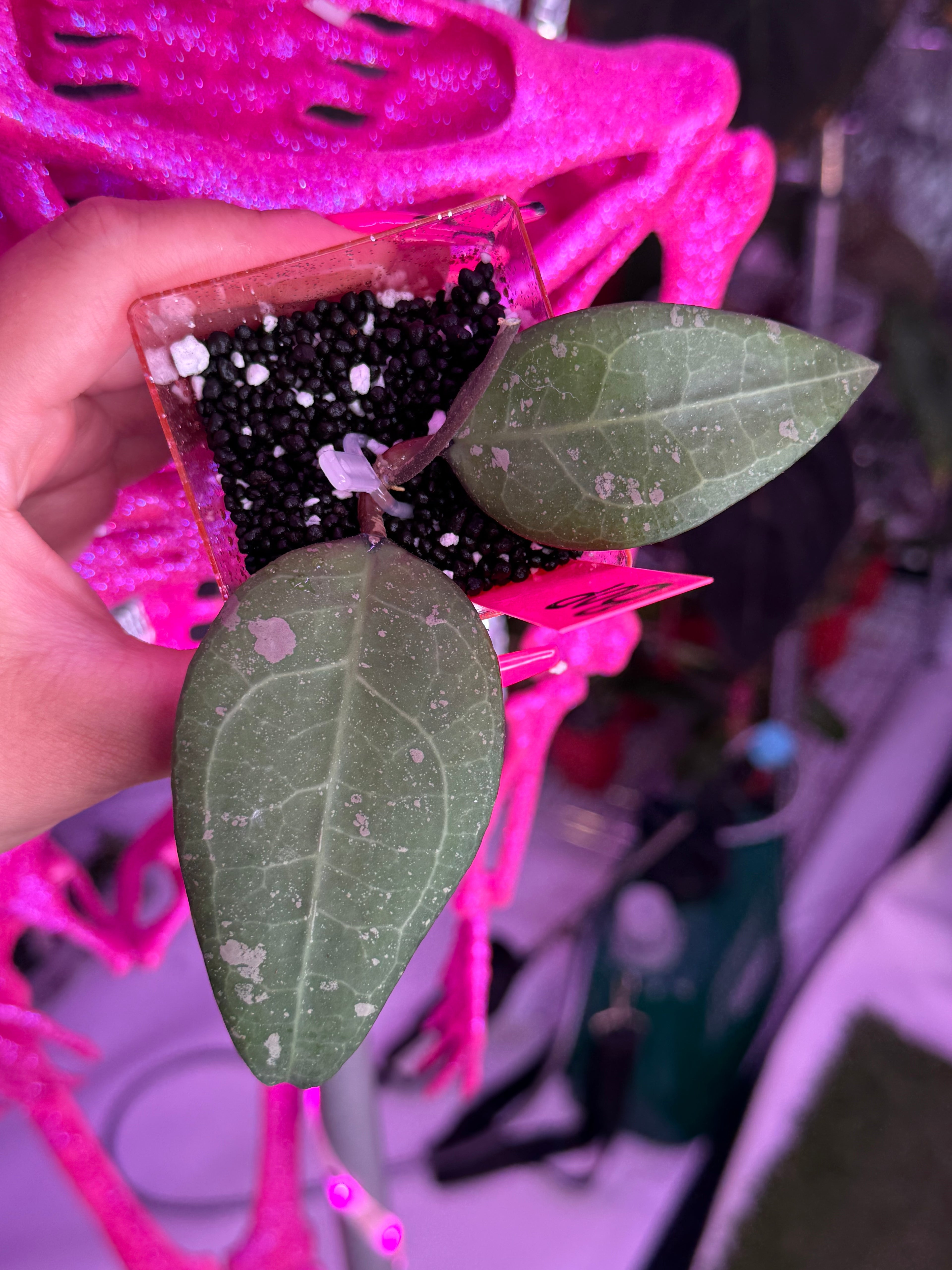 Hoya Bird of Paradise