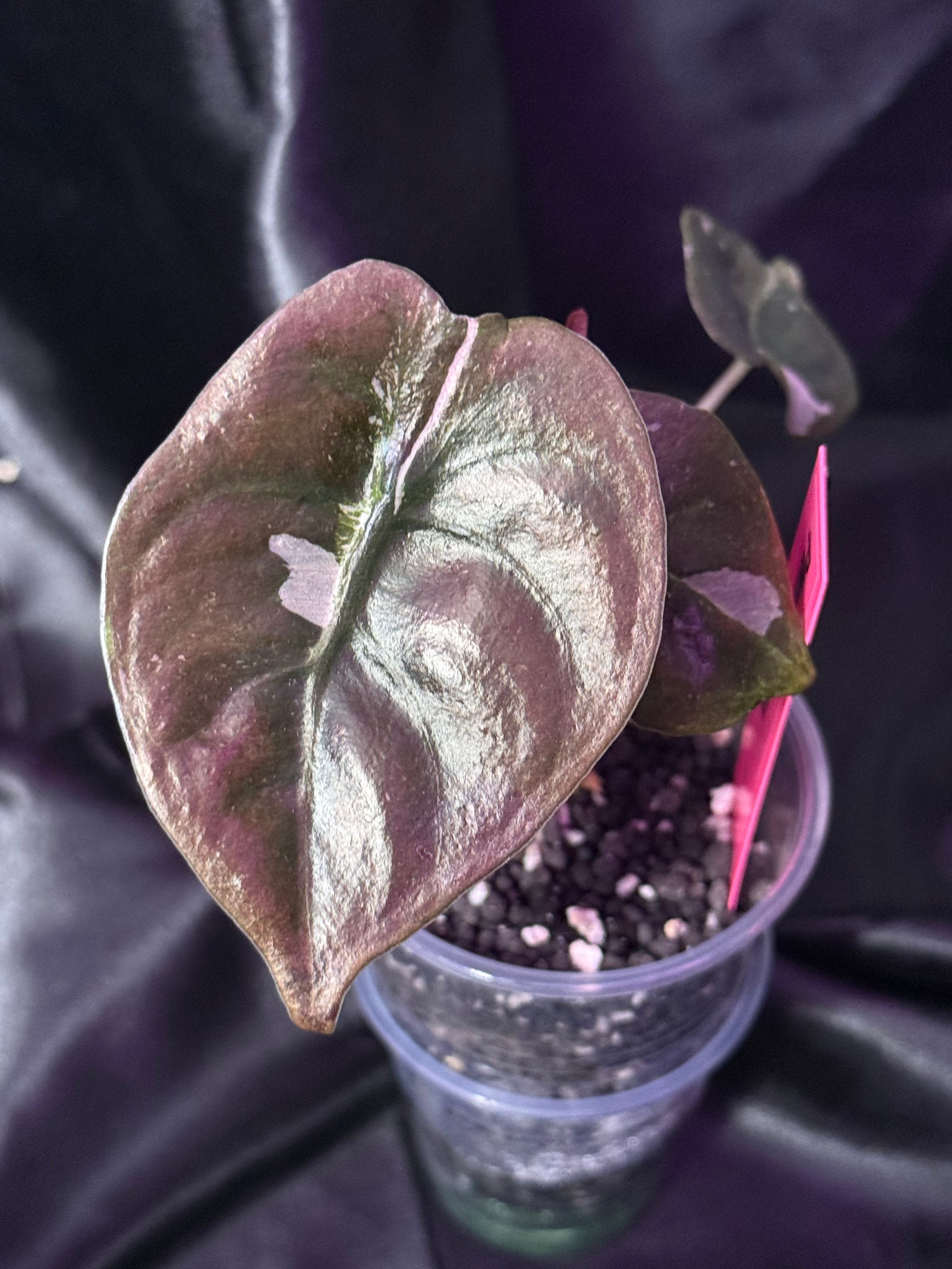 Pink Cuprea