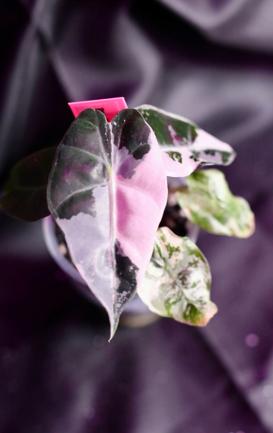 Pink Polly Snowflake