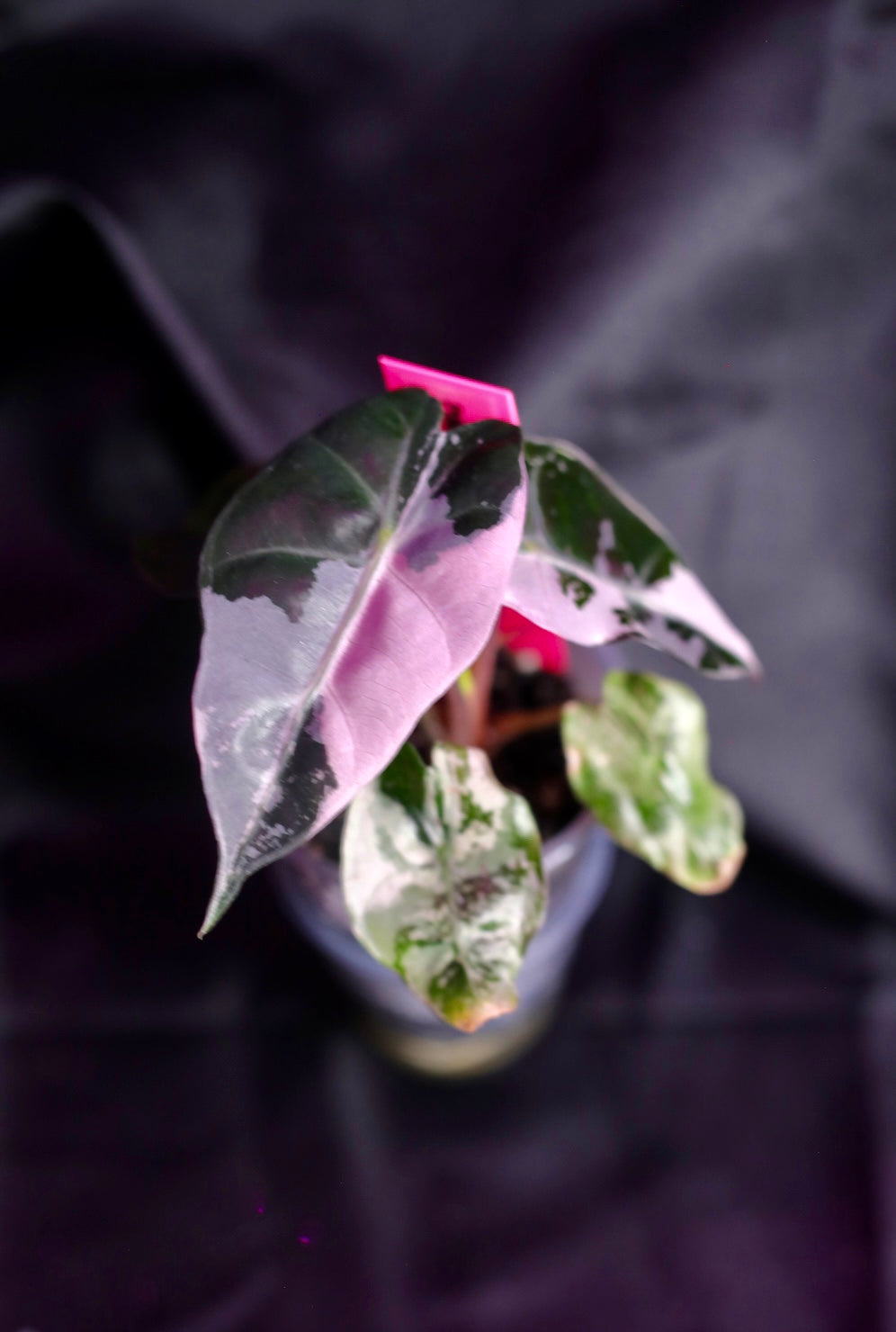 Pink Polly Snowflake