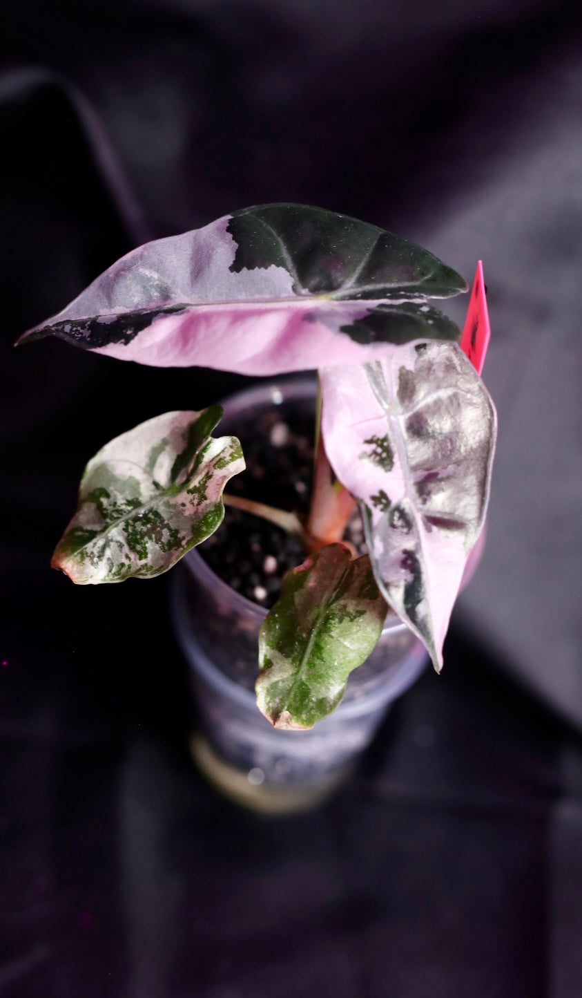 Pink Polly Snowflake