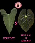 NSE Port X Pap RA16 X Bess Aff