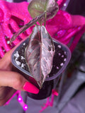 Azlanii Pink/Albo - Corm - B
