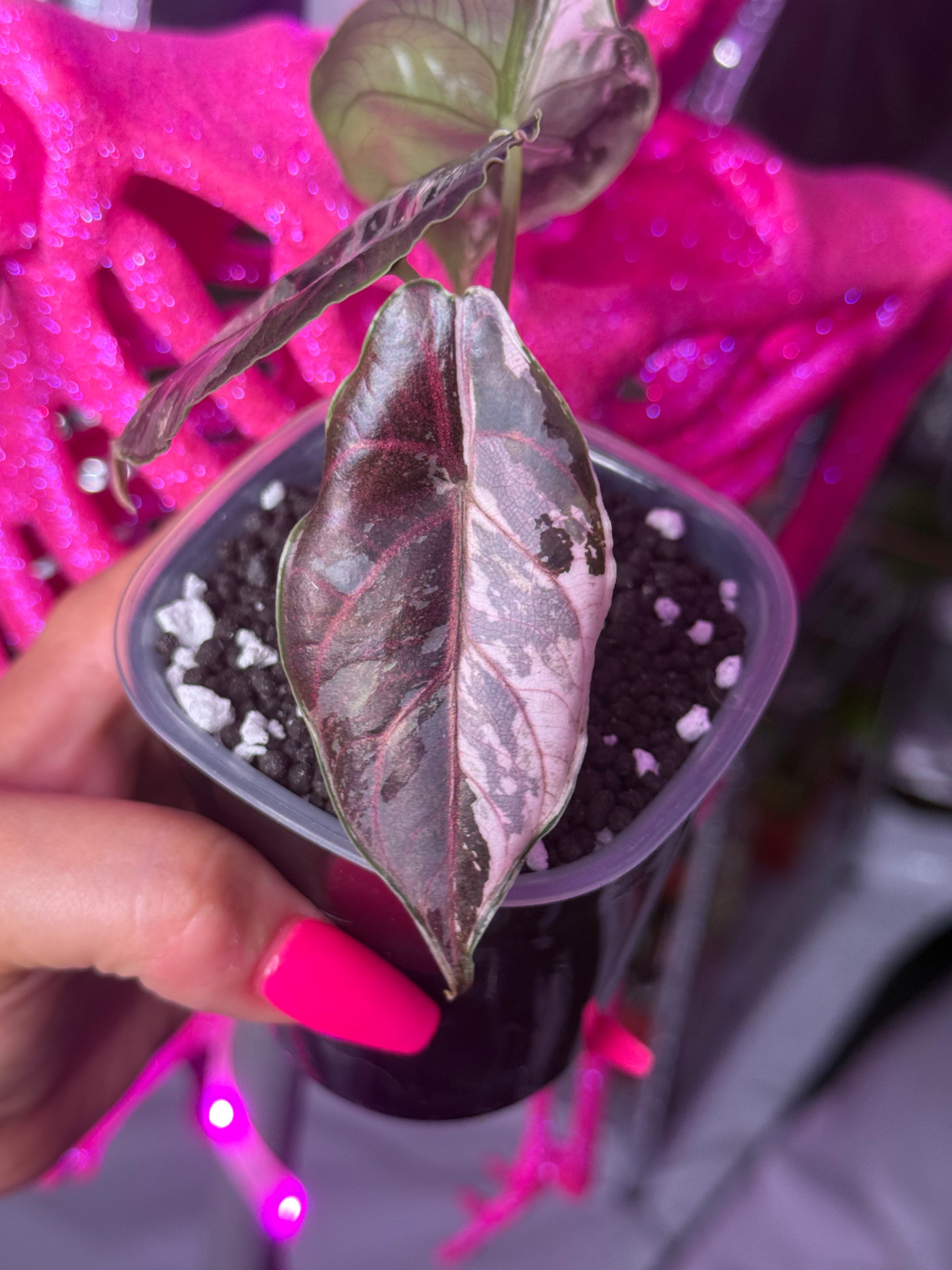 Azlanii Pink/Albo - Corm - B