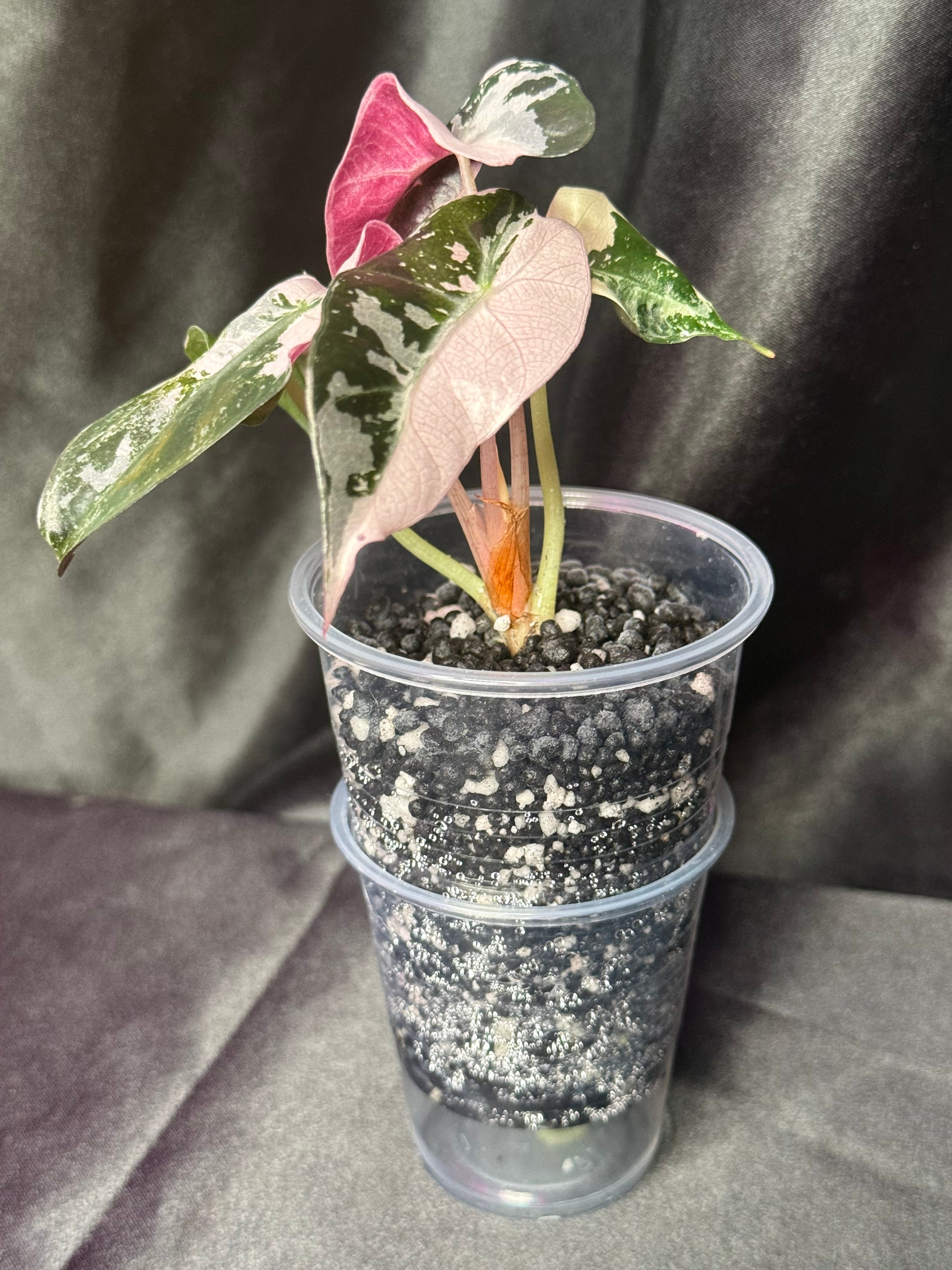 Pink Polly Snowflake