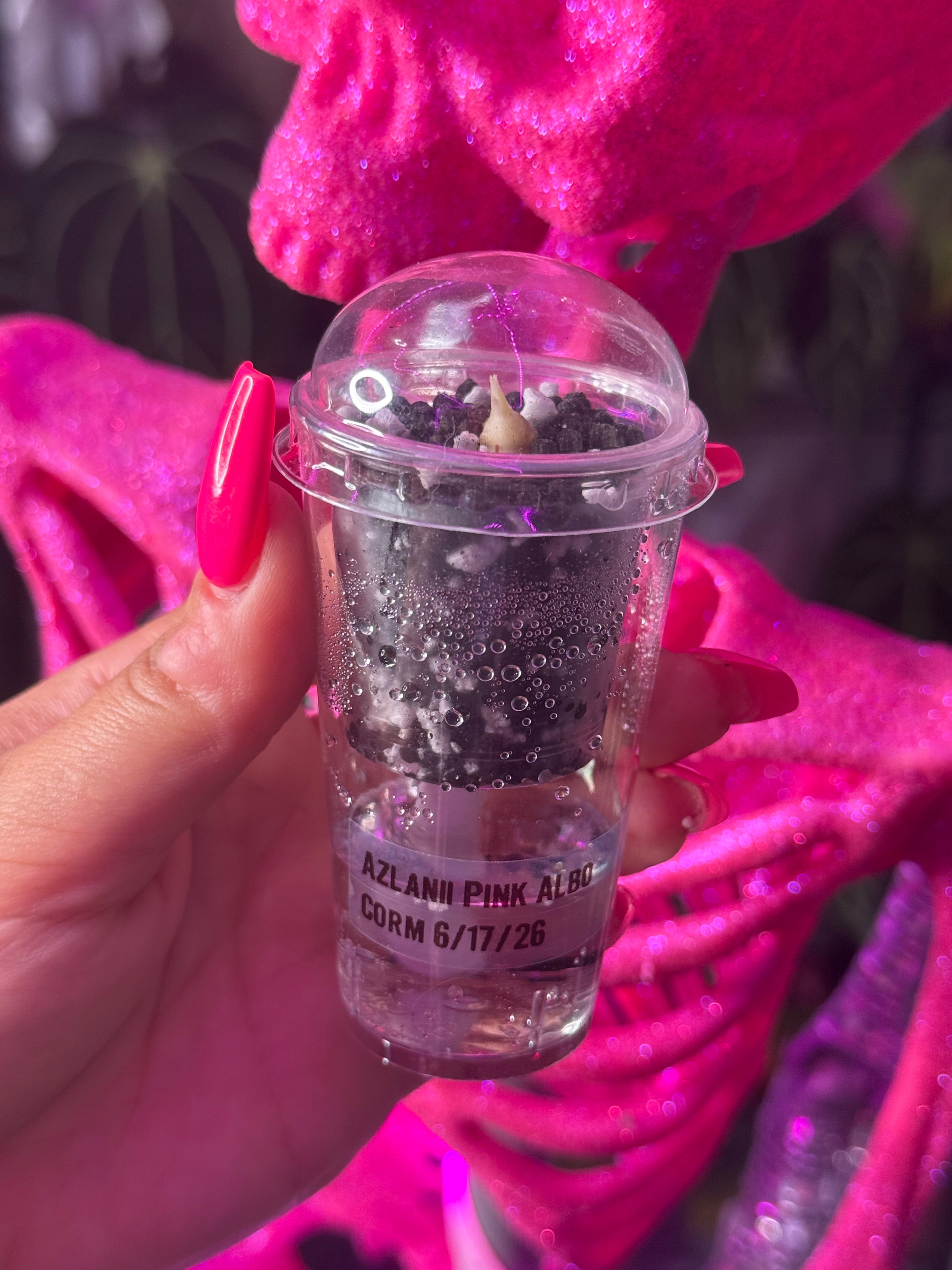 Azlanii Pink Albo Corm