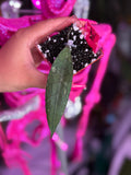 Hoya Clemensiorum