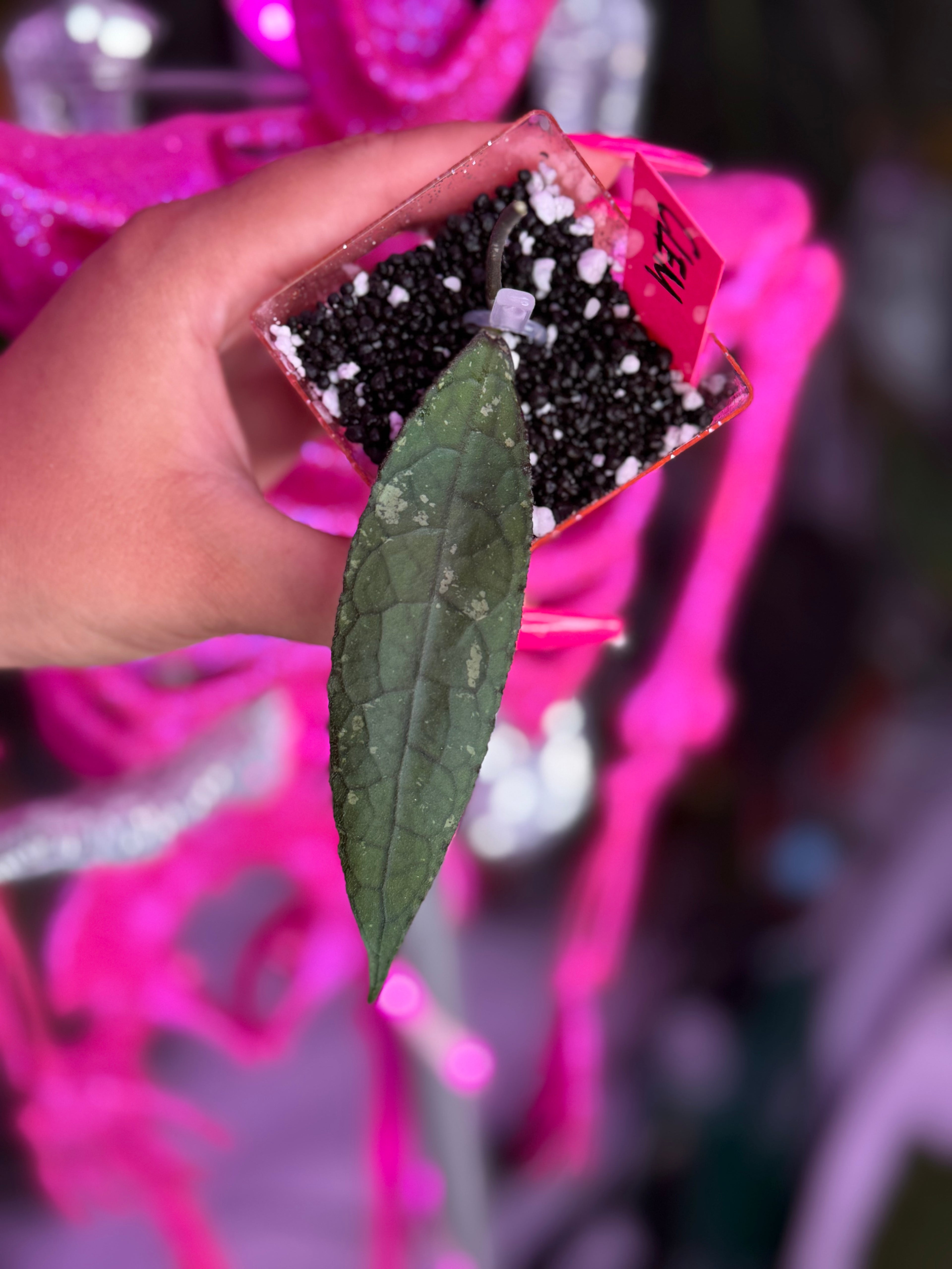 Hoya Clemensiorum