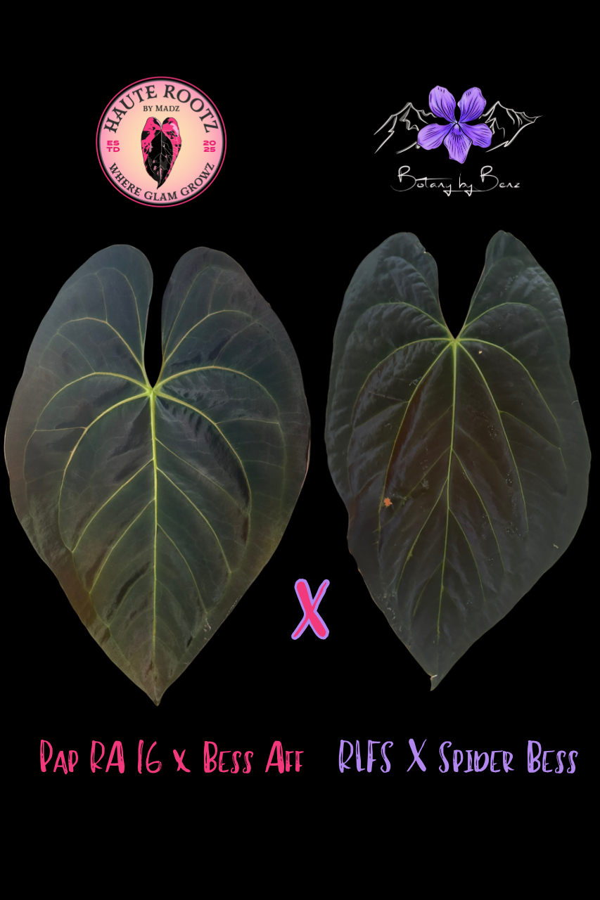 Pap RA16 X Bess Aff X RLFS X Spider Bess