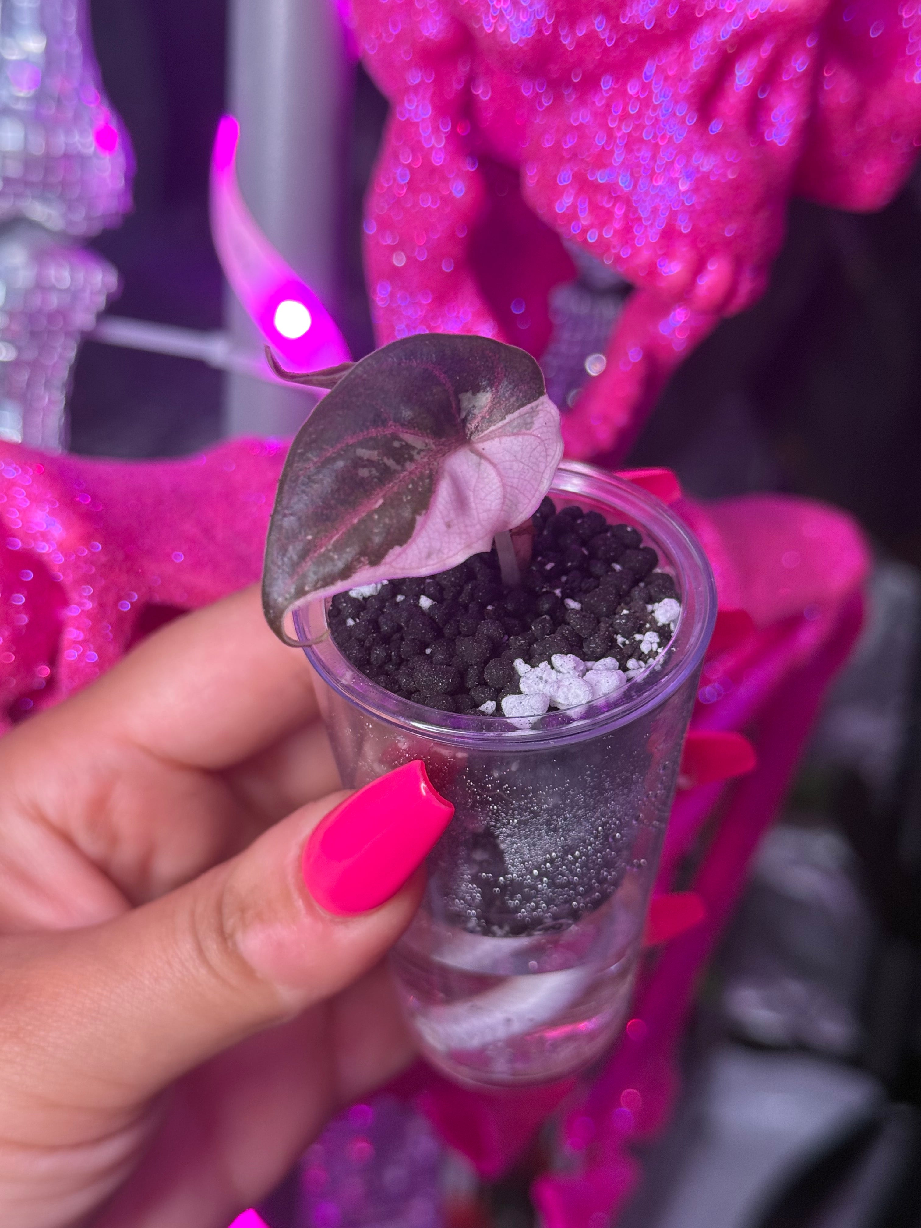 Azlanii Pink Albo Pup
