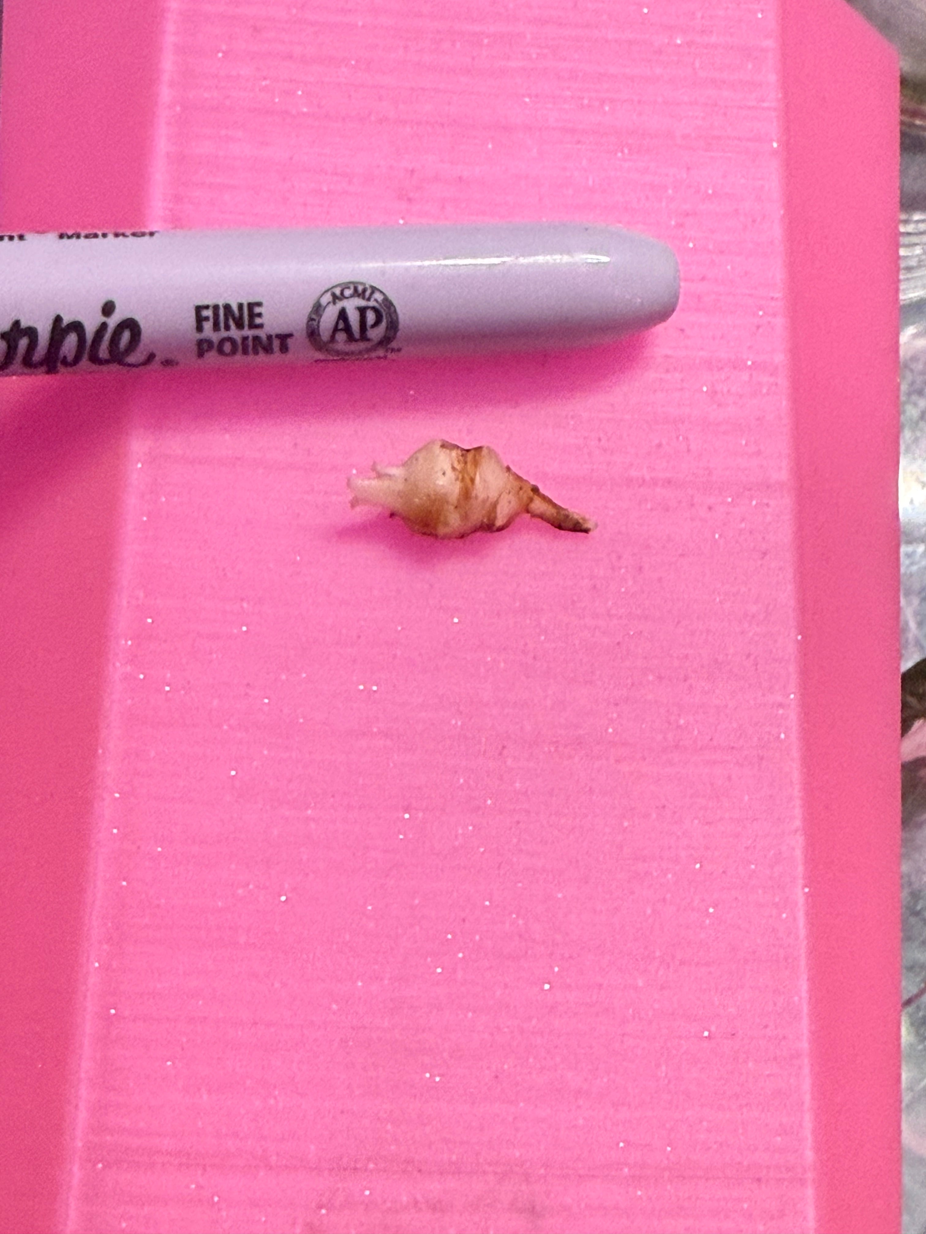 Azlanii Pink Albo Corm
