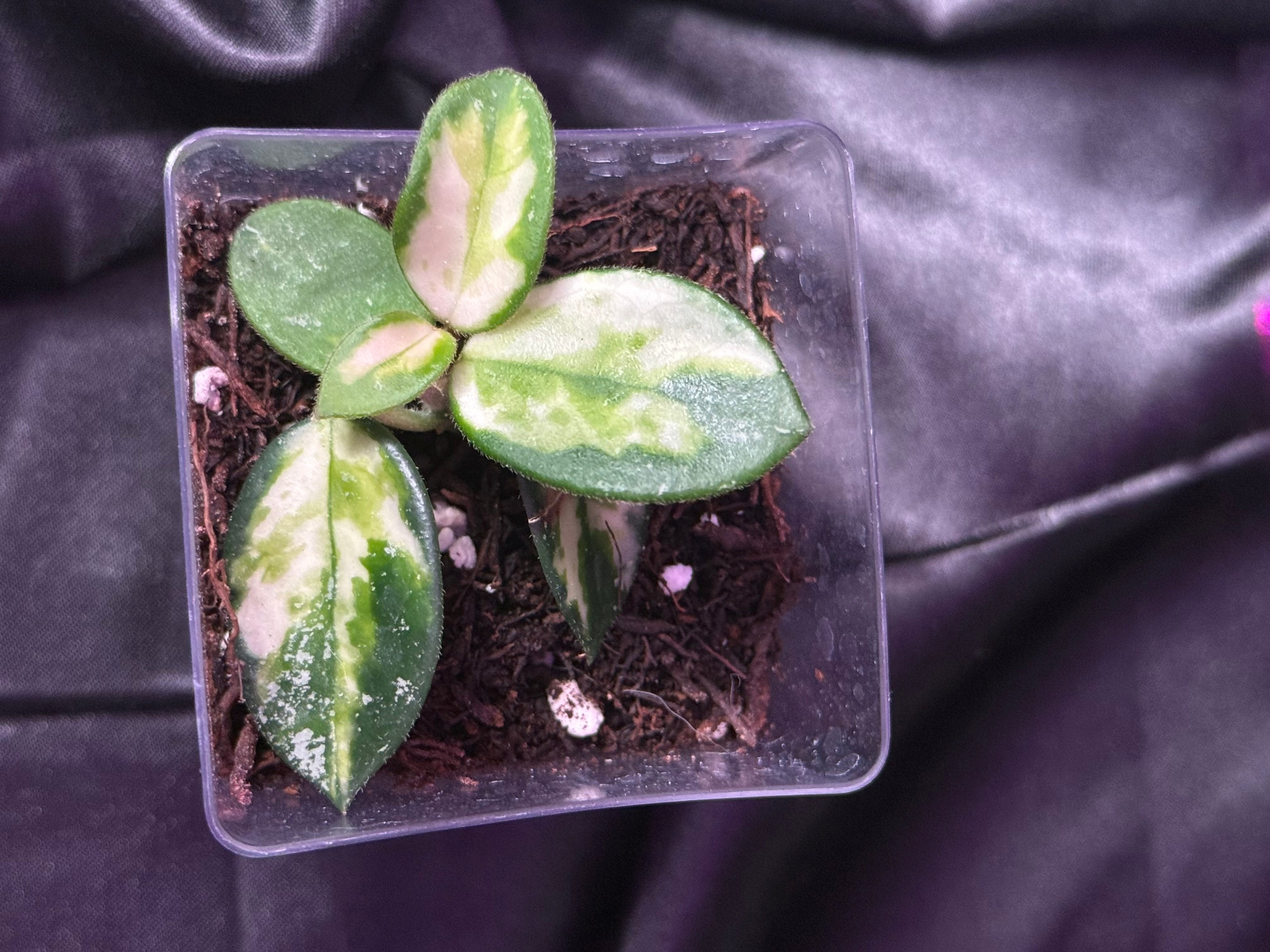 Hoya Mathilde Var