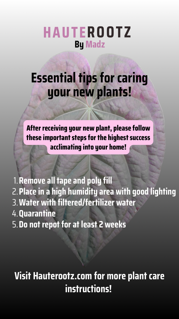 Plant Care