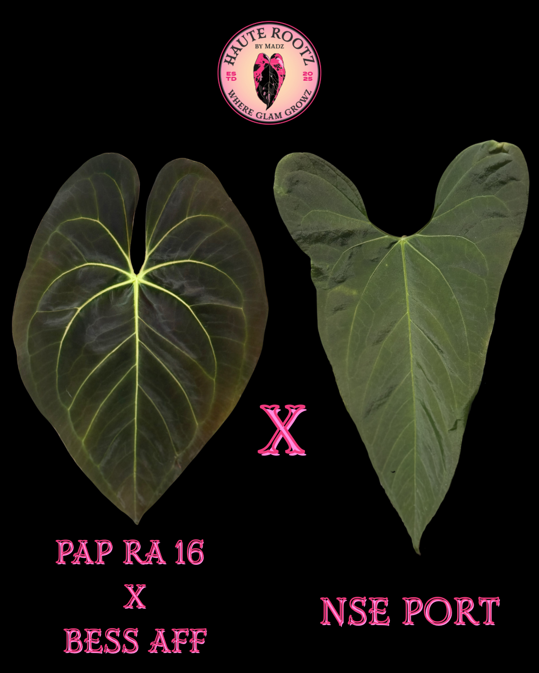 Pap RA 16 X Bess Aff X NSE Port