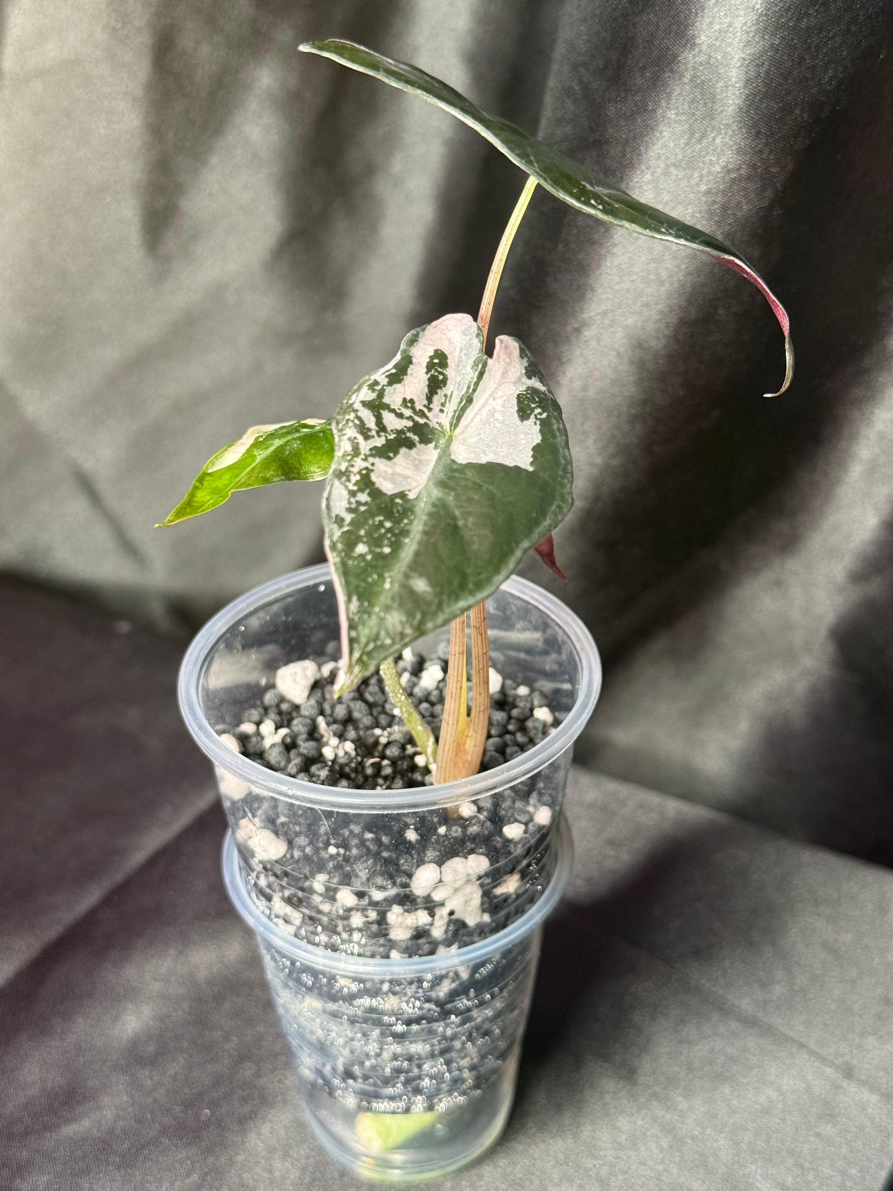 Nobilis Pink