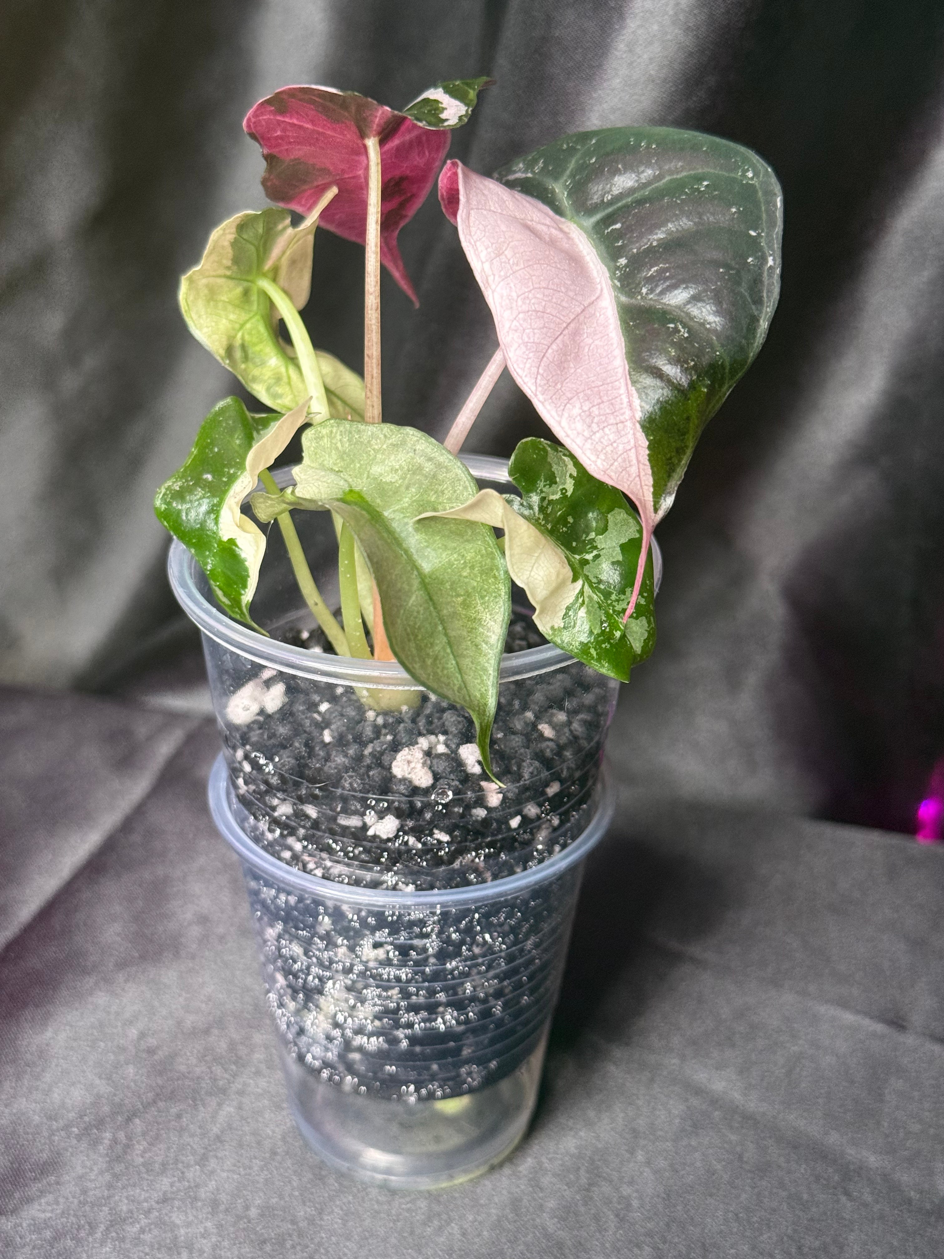 Pink Polly Snowflake