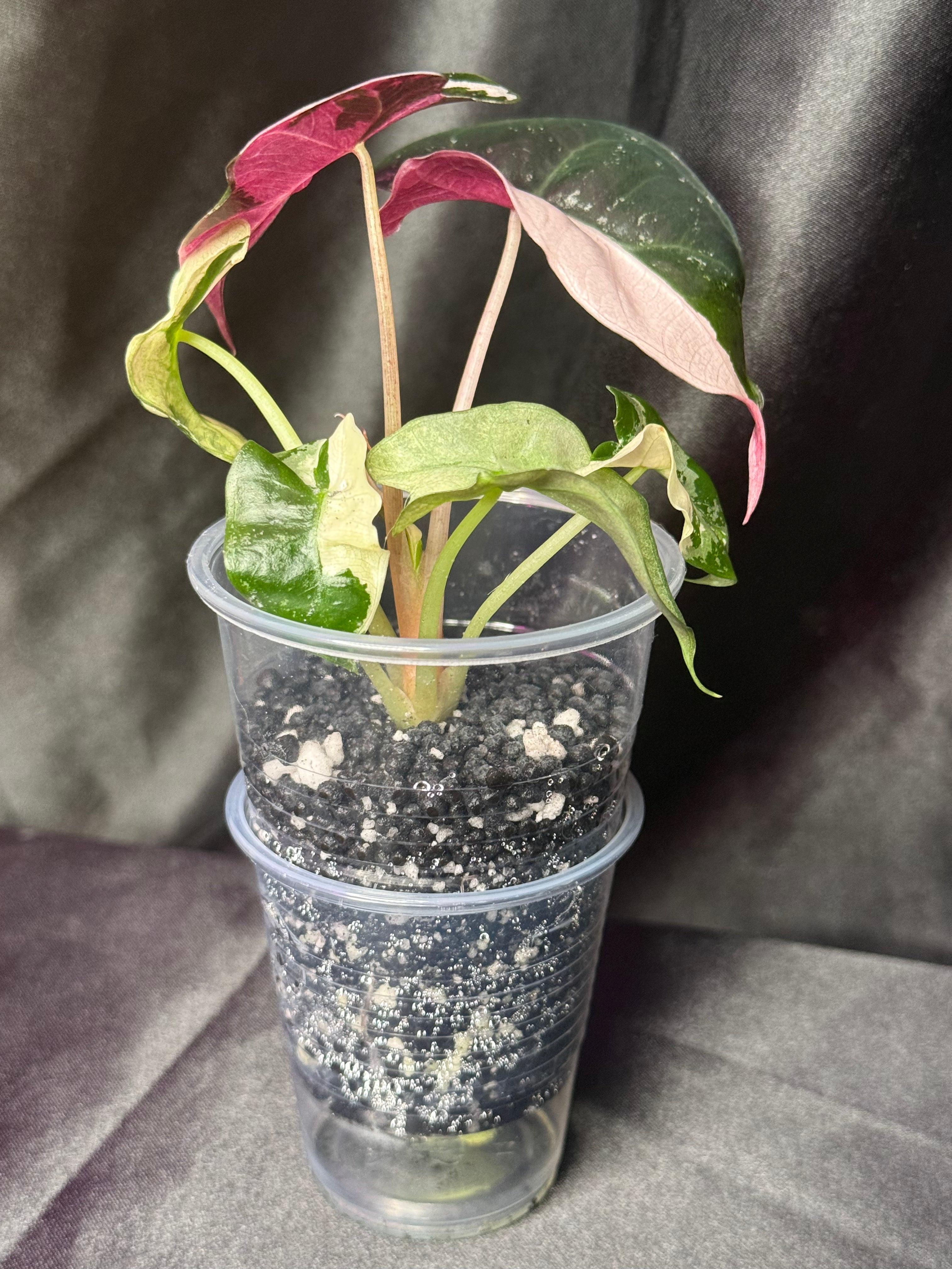 Pink Polly Snowflake