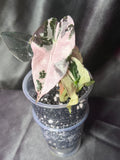 Pink Polly Snowflake
