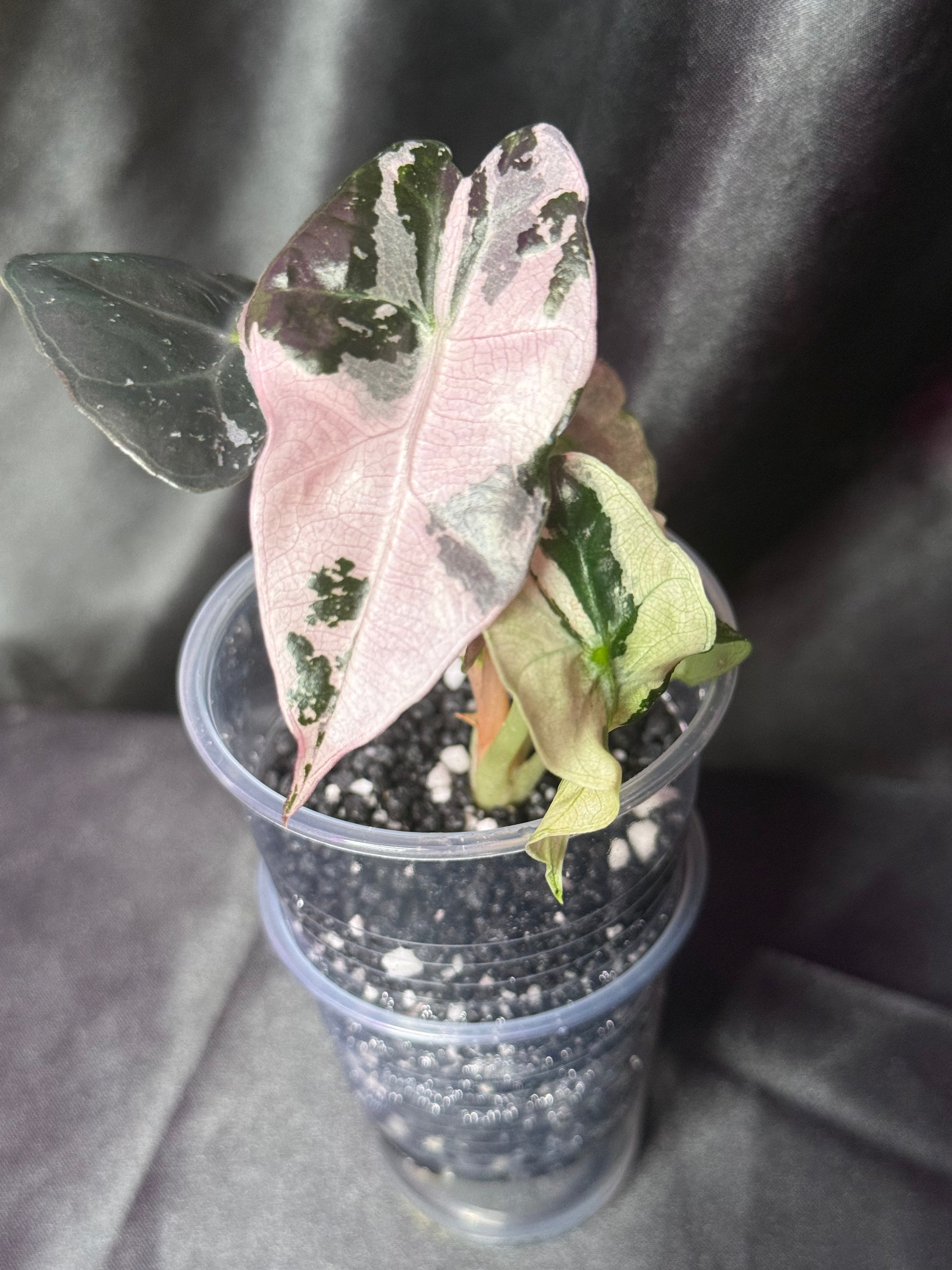Pink Polly Snowflake
