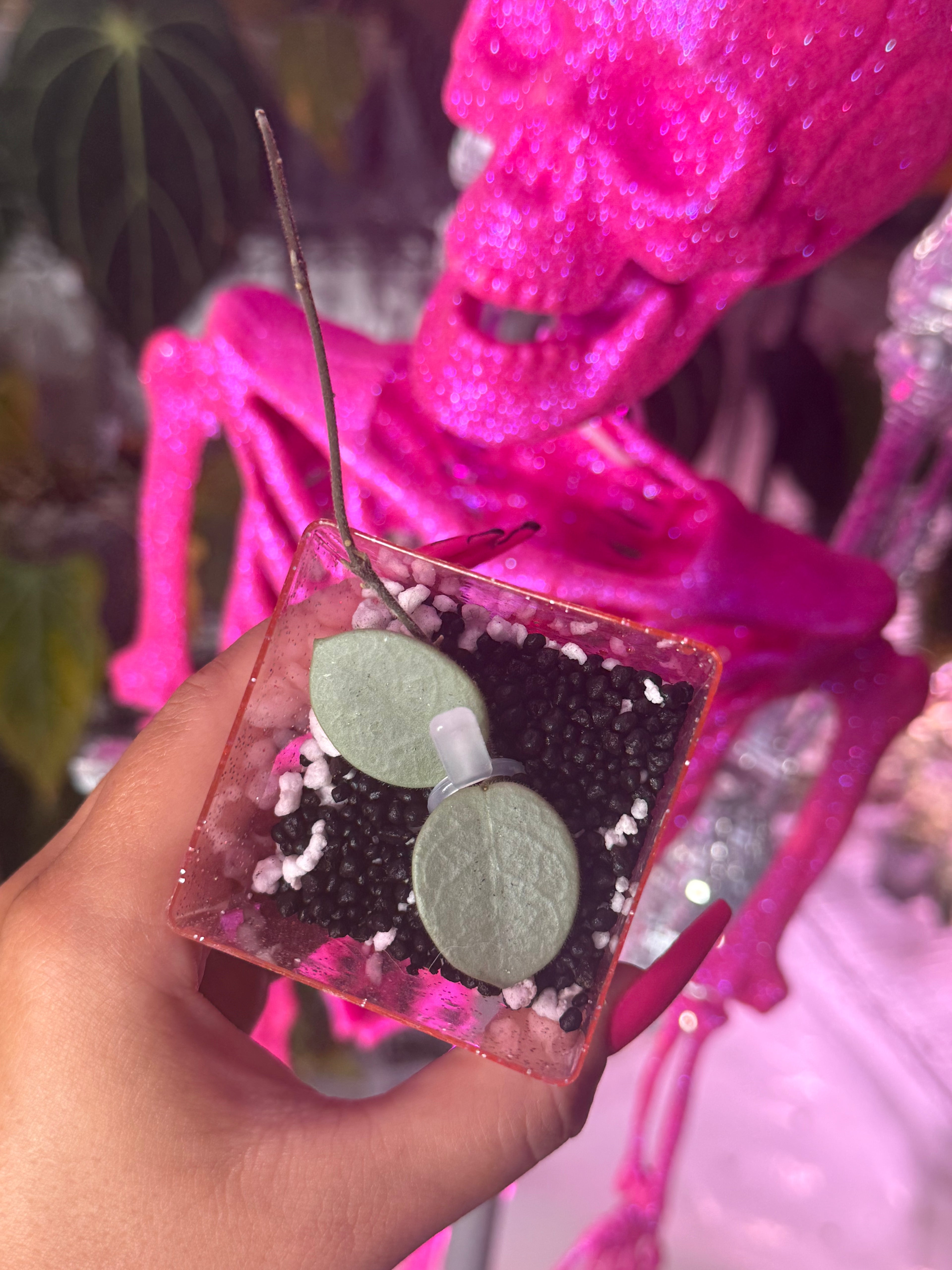 Hoya Grey Fairy