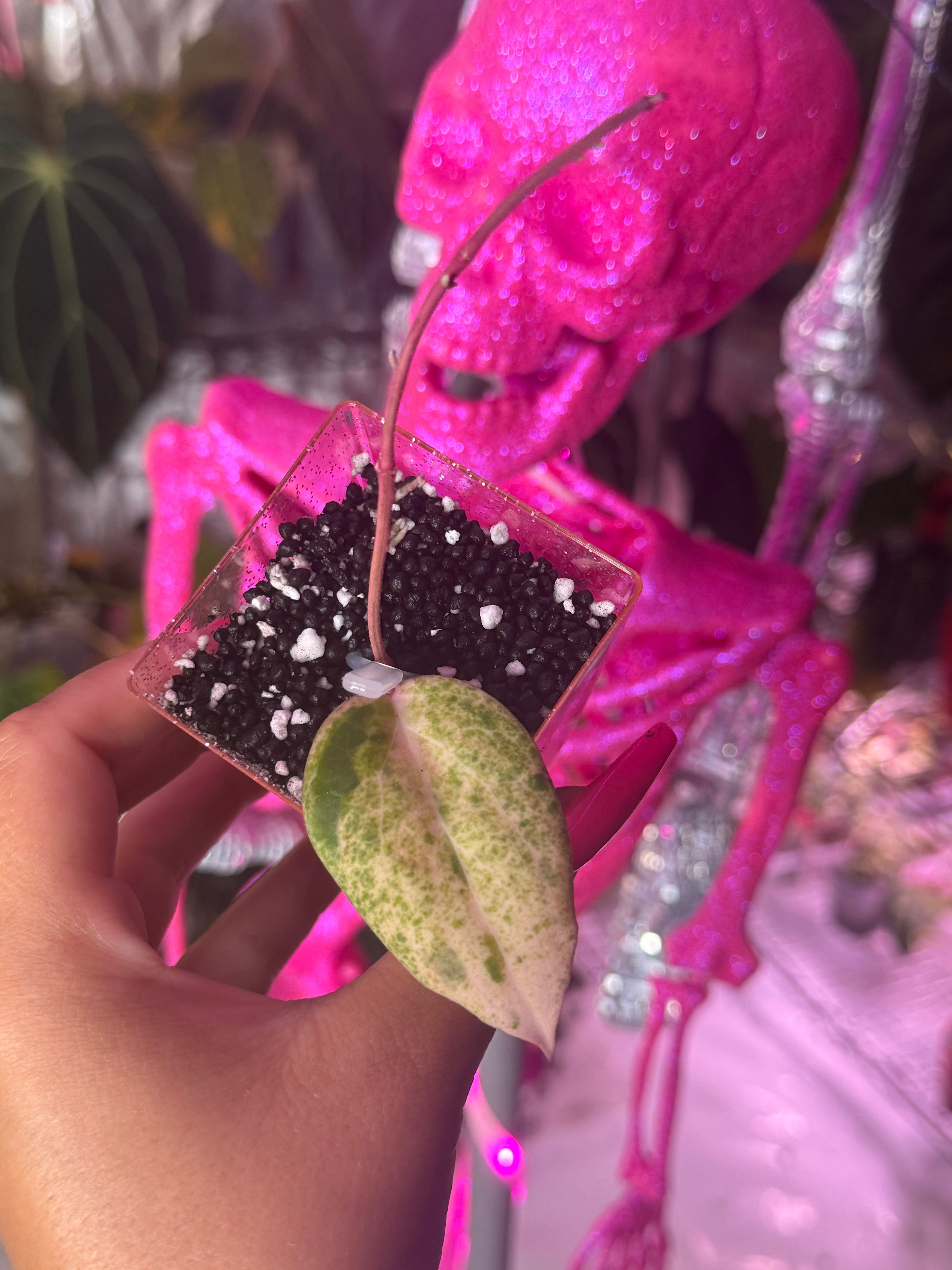 Hoya Swiffers Nightmare