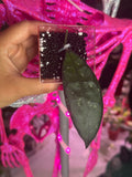 Hoya Clemensiorum