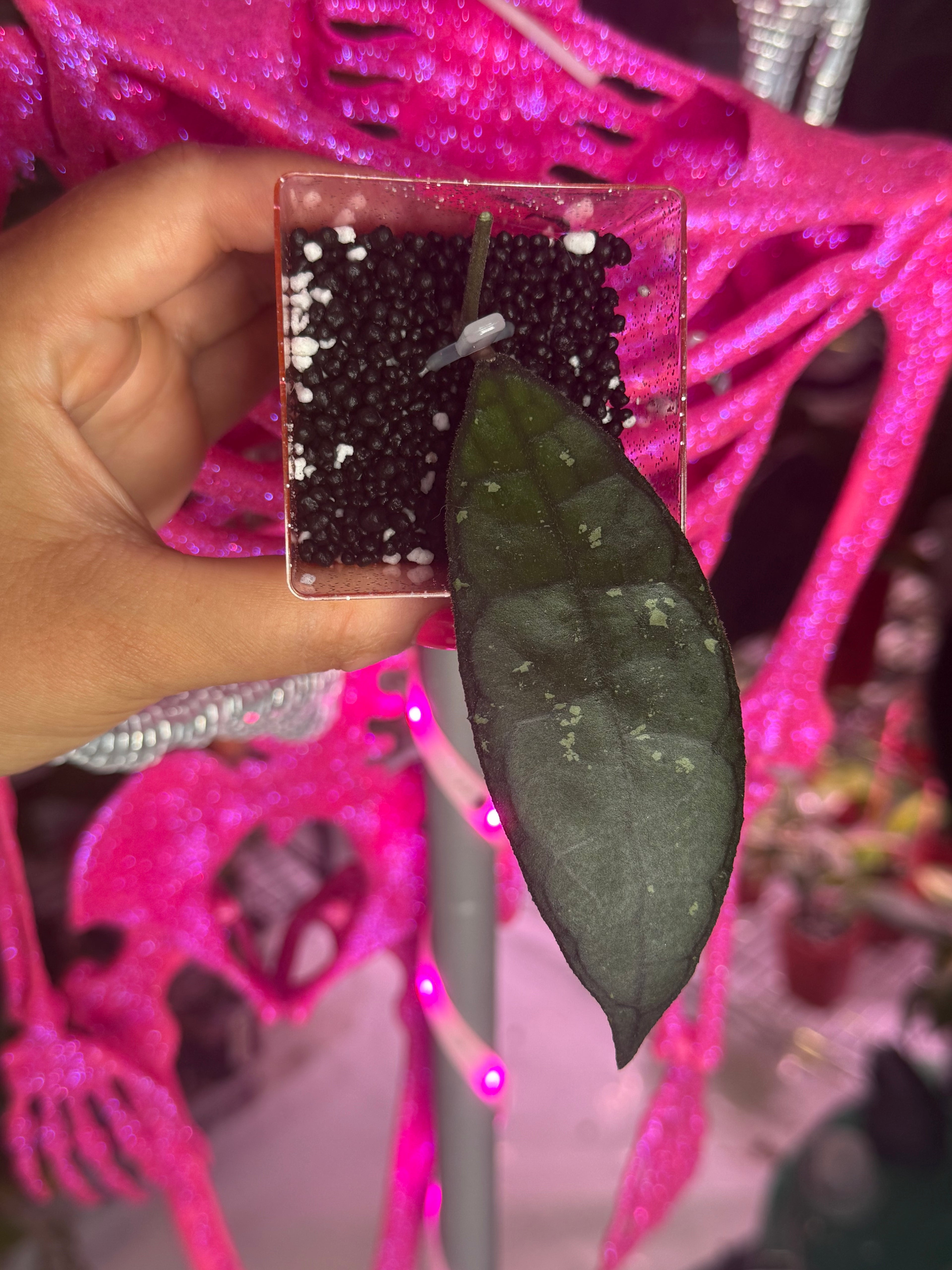 Hoya Clemensiorum