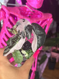 Pink Polly Snowflake