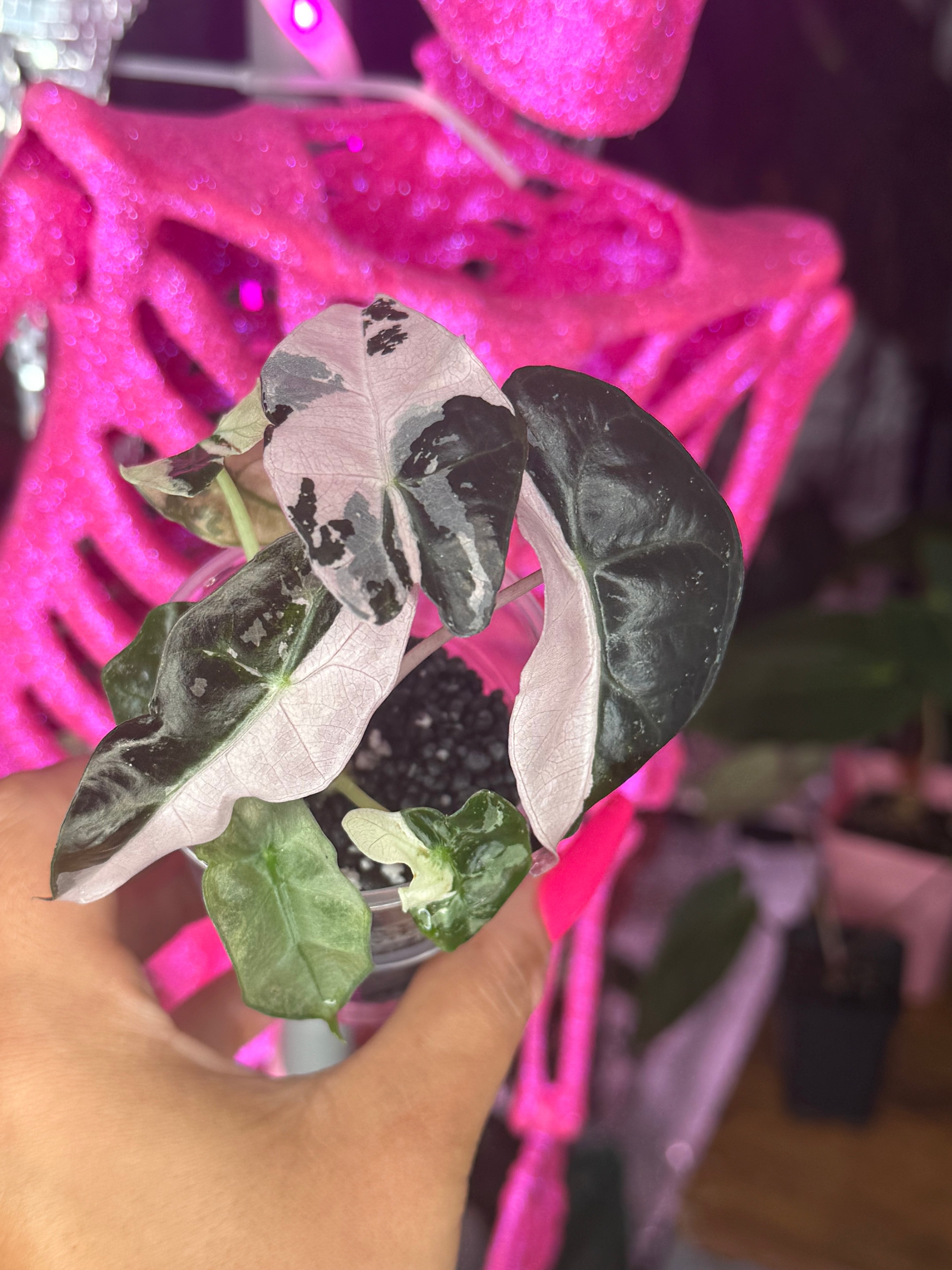 Pink Polly Snowflake